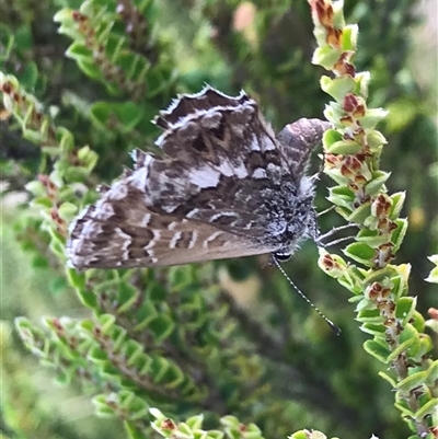 Neolucia agricola at Jagungal Wilderness, NSW - 15 Feb 2022 by Pirom