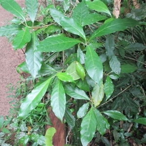 Antirhea tenuiflora at Syndicate, QLD - 23 Apr 2015 12:15 PM
