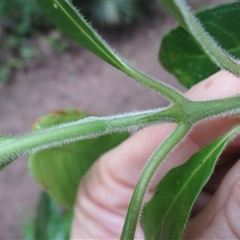 Antirhea tenuiflora at Syndicate, QLD - 23 Apr 2015 12:15 PM