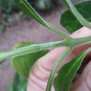 Antirhea tenuiflora at Syndicate, QLD - 23 Apr 2015 12:15 PM