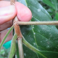 Antirhea tenuiflora at Syndicate, QLD - 23 Apr 2015 12:15 PM