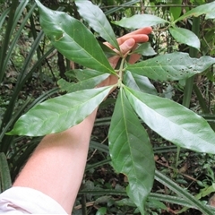 Antirhea tenuiflora at Syndicate, QLD - 23 Apr 2015 12:15 PM
