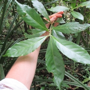 Antirhea tenuiflora at Syndicate, QLD - 23 Apr 2015 12:15 PM