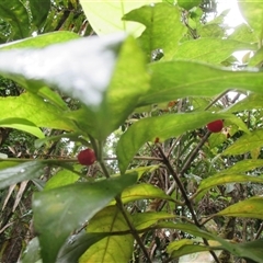 Antirhea tenuiflora at Syndicate, QLD - 13 Dec 2015 10:20 AM