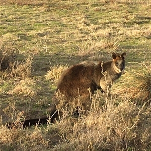 Wallabia bicolor (Swamp Wallaby) at Crowther, NSW - 22 Jun 2025 by Frecko