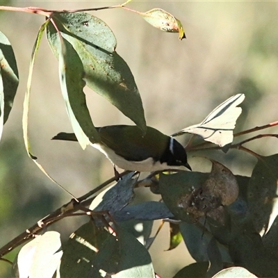 Melithreptus lunatus (White-naped Honeyeater) at Mount Annan, NSW - 22 Jun 2025 by MandyandScott