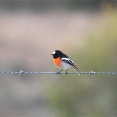 Petroica boodang (Scarlet Robin) at Kambah, ACT - 22 Jun 2025 by LineMarie