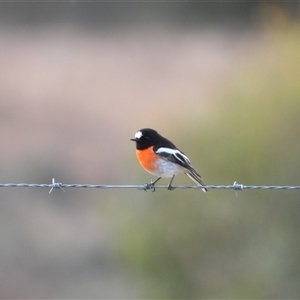 Petroica boodang (Scarlet Robin) at Kambah, ACT - 22 Jun 2025 by LineMarie