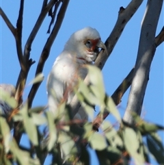 Cacatua tenuirostris (Long-billed Corella) at Mount Annan, NSW - 22 Jun 2025 by MandyandScott