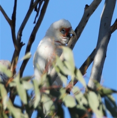 Cacatua tenuirostris (Long-billed Corella) at Mount Annan, NSW - 22 Jun 2025 by MandyandScott