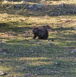 Vombatus ursinus (Bare-nosed Wombat) at Burrinjuck, NSW - 21 Jun 2025 by Bidge
