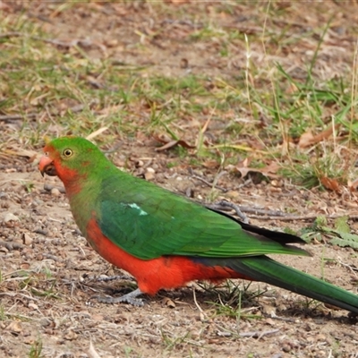 Alisterus scapularis (Australian King-Parrot) at Kambah, ACT - 22 Jun 2025 by LineMarie