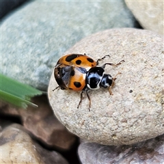 Hippodamia variegata (Spotted Amber Ladybird) at Braidwood, NSW - 22 Jun 2025 by MatthewFrawley