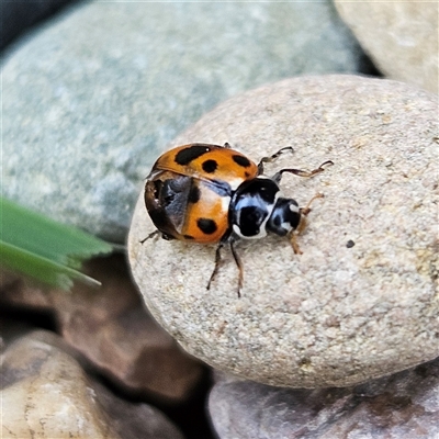 Hippodamia variegata (Spotted Amber Ladybird) at Braidwood, NSW - 22 Jun 2025 by MatthewFrawley
