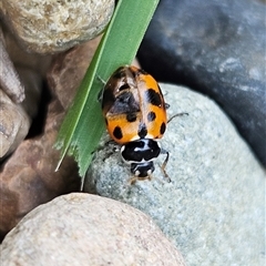 Hippodamia variegata at Braidwood, NSW - 22 Jun 2025 02:43 PM