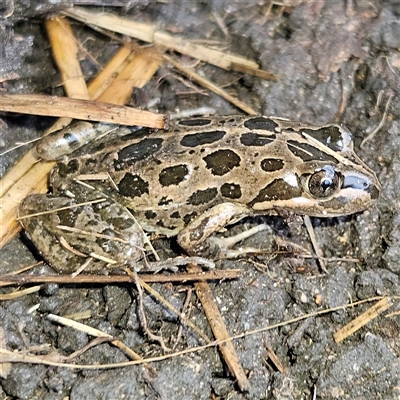 Limnodynastes tasmaniensis (Spotted Grass Frog) at Braidwood, NSW - Yesterday by MatthewFrawley