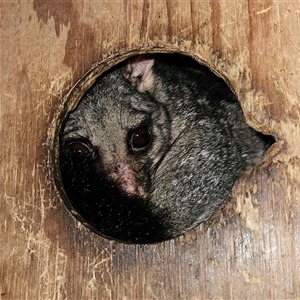 Trichosurus vulpecula (Common Brushtail Possum) at Braidwood, NSW - 22 Jun 2025 by MatthewFrawley