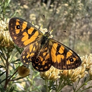 Oreixenica lathoniella at Thredbo, NSW - 26 Feb 2025 by Pirom