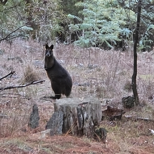 Wallabia bicolor (Swamp Wallaby) at Isaacs, ACT - 22 Jun 2025 by Mike