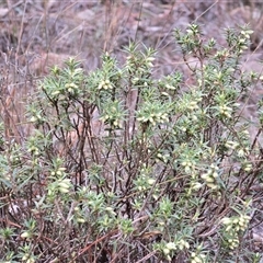 Melichrus urceolatus (Urn Heath) at Isaacs, ACT - 22 Jun 2025 by Mike