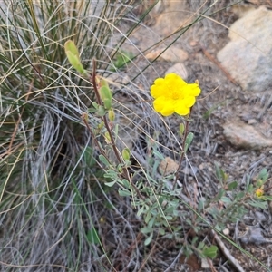 Hibbertia obtusifolia (Grey Guinea-flower) at Isaacs, ACT - 22 Jun 2025 by Mike