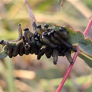 Pergidae sp. (family) (Unidentified Sawfly) at Isaacs, ACT - Today by Mike