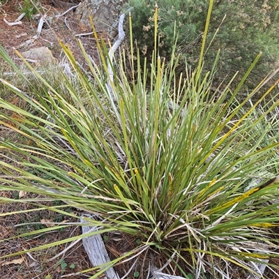 Lomandra longifolia (Spiny-headed Mat-rush, Honey Reed) at Isaacs, ACT - 22 Jun 2025 by Mike