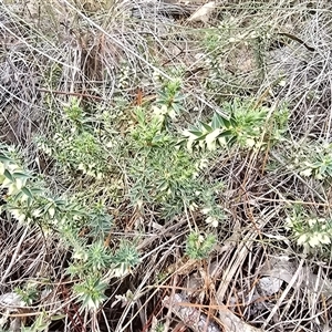 Melichrus urceolatus (Urn Heath) at Isaacs, ACT - 22 Jun 2025 by Mike