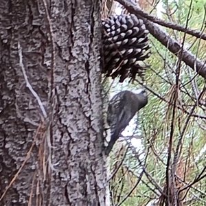 Cormobates leucophaea (White-throated Treecreeper) at Isaacs, ACT - 22 Jun 2025 by Mike