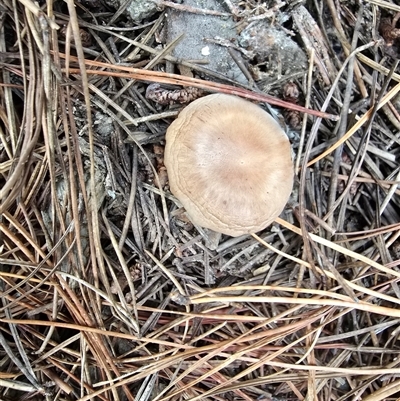 Unverified Cap on a stem; gills below cap [mushrooms or mushroom-like] at Isaacs, ACT - 22 Jun 2025 by Mike