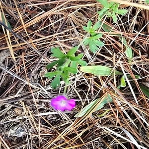 Unverified Other Wildflower or Herb at Isaacs, ACT - 22 Jun 2025 by Mike