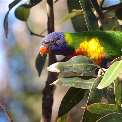 Trichoglossus moluccanus (Rainbow Lorikeet) at Ulladulla, NSW - 21 Jun 2025 by MatthewFrawley