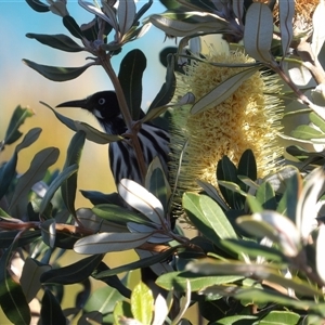 Phylidonyris novaehollandiae (New Holland Honeyeater) at Ulladulla, NSW - 21 Jun 2025 by MatthewFrawley