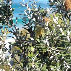 Banksia integrifolia subsp. integrifolia (Coast Banksia) at Ulladulla, NSW - 21 Jun 2025 by MatthewFrawley