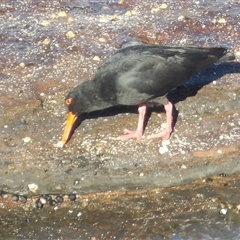 Haematopus fuliginosus (Sooty Oystercatcher) at Ulladulla, NSW - 21 Jun 2025 by MatthewFrawley