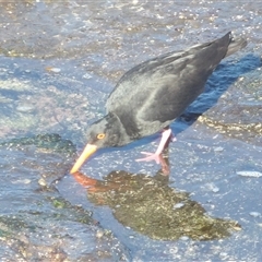 Haematopus fuliginosus at Ulladulla, NSW - suppressed