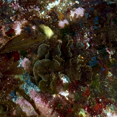 Padina sp. (genus) at Green Cape, NSW - 21 Jun 2025 by Hejor1