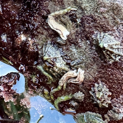 Siphonaria diemenensis (An air-breathing sea snail) at Green Cape, NSW - 21 Jun 2025 by Hejor1