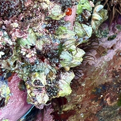 Austromegabalanus nigrescens (Giant Rock Barnacle) at Green Cape, NSW - 21 Jun 2025 by Hejor1