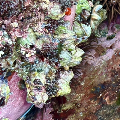 Austromegabalanus nigrescens (Giant Rock Barnacle) at Green Cape, NSW - 21 Jun 2025 by Hejor1