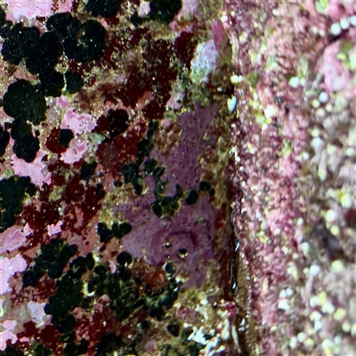 Porifera sp. (Sponges) at Green Cape, NSW - 21 Jun 2025 by Hejor1