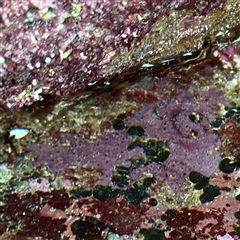 Porifera sp. at Green Cape, NSW - 21 Jun 2025 09:49 AM