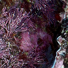 Porifera sp. at Green Cape, NSW - 21 Jun 2025 09:49 AM