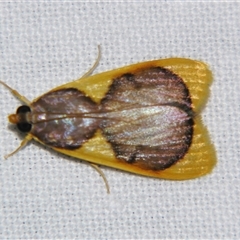Prooedema inscisalis (A Crambid moth (Spilomelinae)) at Bloomsbury, QLD - 19 Oct 2008 by PJH123