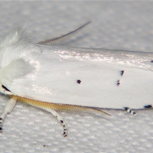 Cryptophasa pultenae (A Xyloryctid mot (Xyloryctidae) at Bloomsbury, QLD - 19 Oct 2008 by PJH123