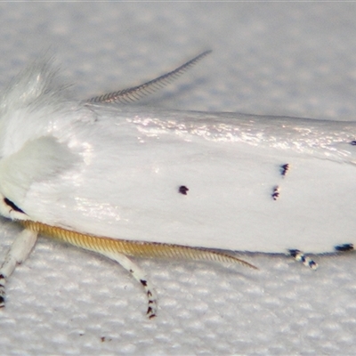 Cryptophasa pultenae (A Xyloryctid mot (Xyloryctidae) at Bloomsbury, QLD - 19 Oct 2008 by PJH123