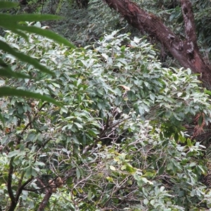 Syzygium kuranda at Syndicate, QLD - 20 Jul 2022 by JasonPStewartNMsnc2016