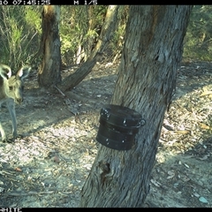 Macropus giganteus (Eastern Grey Kangaroo) at Crowther, NSW - 10 Mar 2025 by Frecko