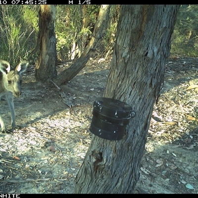 Macropus giganteus (Eastern Grey Kangaroo) at Crowther, NSW - 10 Mar 2025 by Frecko