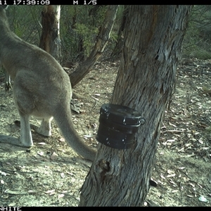Macropus giganteus (Eastern Grey Kangaroo) at Crowther, NSW - 11 Mar 2025 by Frecko
